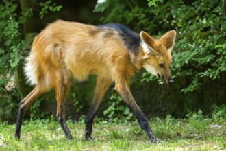 Maned wolf (Chrysocyon brachyurus) walking around, Germany