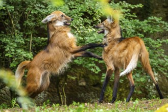 Two maned wolves (Chrysocyon brachyurus) playing with each other, arguing, Germany