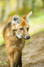Maned wolf (Chrysocyon brachyurus), portrait, Germany