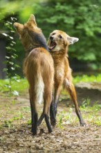 Two maned wolves (Chrysocyon brachyurus) playing with each other, arguing, Germany