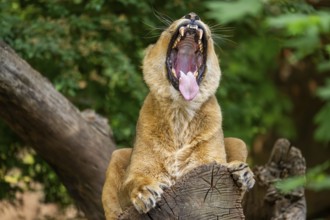 Asiatic lion (Panthera leo persica) female lying on a tree trunk, yawing, portrait, captive,