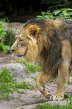 Asiatic lion (Panthera leo persica) male walking around on the ground, captive, Germany
