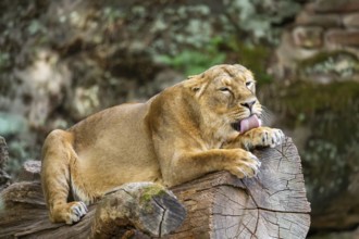Asiatic lion (Panthera leo persica) female lying on a tree trunk, captive, Germany