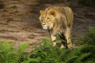 Asiatic lion (Panthera leo persica) male youngster (one year old)walking around on the ground,