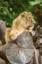 Asiatic lion (Panthera leo persica) female lying on a tree trunk, captive, Germany