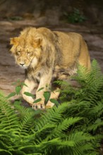 Asiatic lion (Panthera leo persica) male youngster (one year old) walking around on the ground,