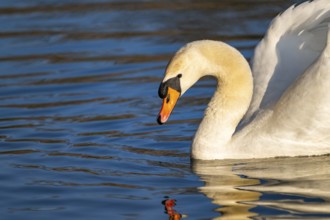 Mute swan (Cygnus olor) swimming on a lake, Bavaria, Germany