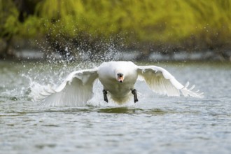 Mute swan (Cygnus olor) starting from the water, flying over a lake, Bavaria, Germany