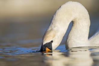 Portrait of a Mute swan (Cygnus olor) swimming on a lake, Bavaria, Germany