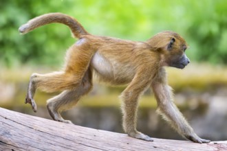 Guinea baboons (Papio papio) youngster, running, monkeys, captive, Germany