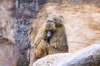 Guinea baboons (Papio papio) sitting in a group and cuddeling each other, captive, Germany