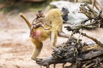 Guinea baboon (Papio papio) mother with her youngster walking, monkey, captive, Germany