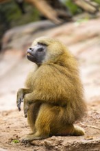 Guinea baboons (Papio papio) sitting on the ground, monkey, captive, Germany
