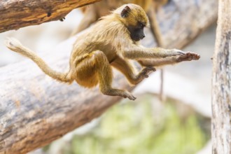 Guinea baboons (Papio papio) youngster jumping between two branches, flying, monkey, captive,