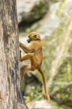Guinea baboon (Papio papio) youngster climbing up a tree, monkey, captive, Germany