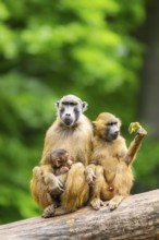 Guinea baboons (Papio papio) sitting in a group, mother with her youngster, and cuddeling each