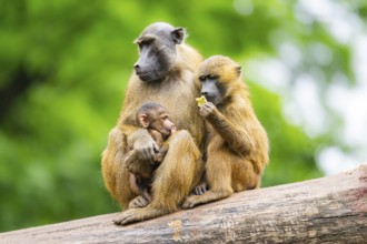 Guinea baboons (Papio papio) sitting in a group, mother with her youngster, and cuddeling each