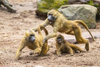 Guinea baboons (Papio papio) runnning after each other playing hunting, Monkey, captive, Germany