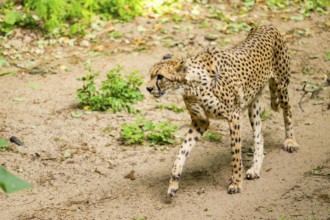 Cheetah (Acinonyx jubatus) walking around on the ground, Germany