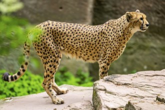 Cheetah (Acinonyx jubatus) standing on the ground, Germany