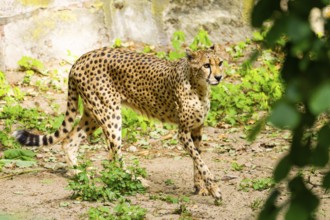 Cheetah (Acinonyx jubatus) walking around on the ground, Germany