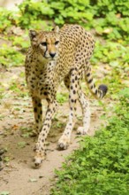Cheetah (Acinonyx jubatus) walking around on the ground, Germany
