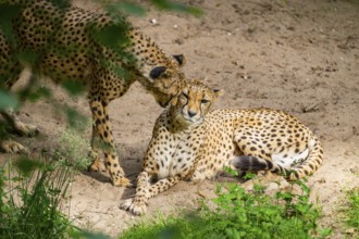 Two Cheetahs (Acinonyx jubatus) cuddle with each other, Germany