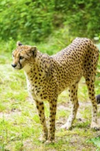 Cheetah (Acinonyx jubatus) standing on the ground, Germany