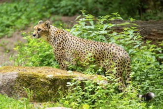 Cheetah (Acinonyx jubatus) standing on the ground, Germany