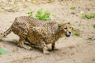 Cheetah (Acinonyx jubatus) on the ground, Germany