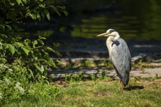 Grey heron (Ardea cinerea) standing on the grass at the shore of a lake, wildlife, Bavaria, Germany