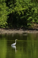 Grey heron (Ardea cinerea) standing in the water at the waters edge, Bavaria, Germany