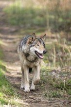 Eurasian wolf (Canis lupus lupus) standing in a forest, Bavaria, Germany
