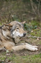Eurasian wolf (Canis lupus lupus) lying in a forest, Bavaria, Germany