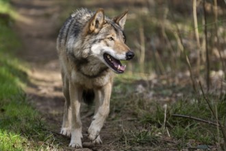 Eurasian wolf (Canis lupus lupus) standing in a forest, Bavaria, Germany