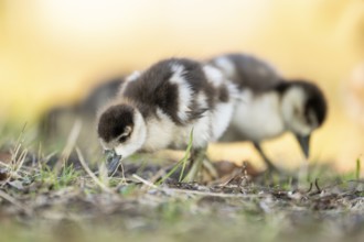 Egyptian goose (Alopochen aegyptiaca) cute chicks on a meadow at the shore of a lake, Bavaria,