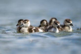 Egyptian goose (Alopochen aegyptiaca) chicks swimming on a lake, Bavaria, Germany
