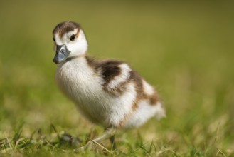 Egyptian goose (Alopochen aegyptiaca) cute chick on a meadow at the shore of a lake, Bavaria,