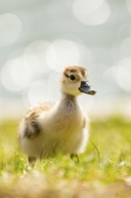 Egyptian goose (Alopochen aegyptiaca) cute chick on a meadow at the shore of a lake, Bavaria,