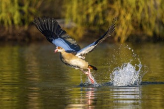 Flying Egyptian goose (Alopochen aegyptiaca) starting from a lake, invasive species, Bavaria,