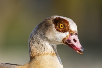 Portrait of an Egyptian goose (Alopochen aegyptiaca) at the shore of a lake, Bavaria, Germany
