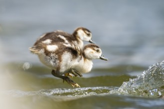 Two cute Egyptian goose (Alopochen aegyptiaca) chicks jumping into a lake, Bavaria, Germany