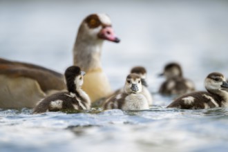 Egyptian goose (Alopochen aegyptiaca) mother with her chicks swimming on a lake, Bavaria, Germany