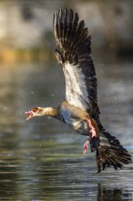 Egyptian goose (Alopochen aegyptiaca) aggressively attacking other seabirds on a lake, invasive