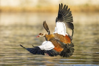 Egyptian goose (Alopochen aegyptiaca) aggressively attacking other seabirds on a lake, invasive