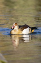 Egyptian goose (Alopochen aegyptiaca) wimming on a lake, Bavaria, Germany
