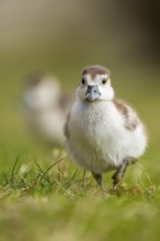 Egyptian goose (Alopochen aegyptiaca) cute chicks on a meadow at the shore of a lake, Bavaria,