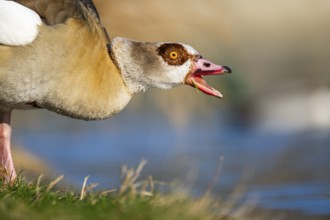 Portrait of an Egyptian goose (Alopochen aegyptiaca) aggressively hissing at the shore of a lake,