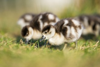 Egyptian goose (Alopochen aegyptiaca) cute chicks on a meadow at the shore of a lake, Bavaria,
