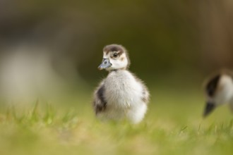 Egyptian goose (Alopochen aegyptiaca) cute chick on a meadow at the shore of a lake, Bavaria,